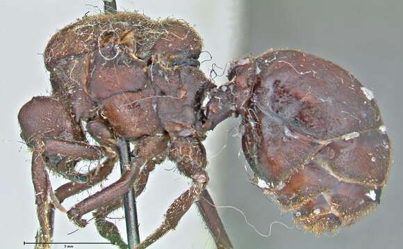Image of Chaco Leaf-cutter Ant