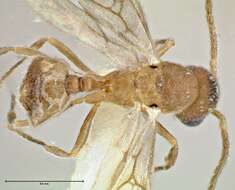 Image of Rostromyrmex