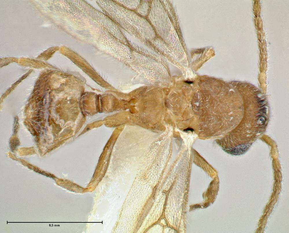 Image of Rostromyrmex