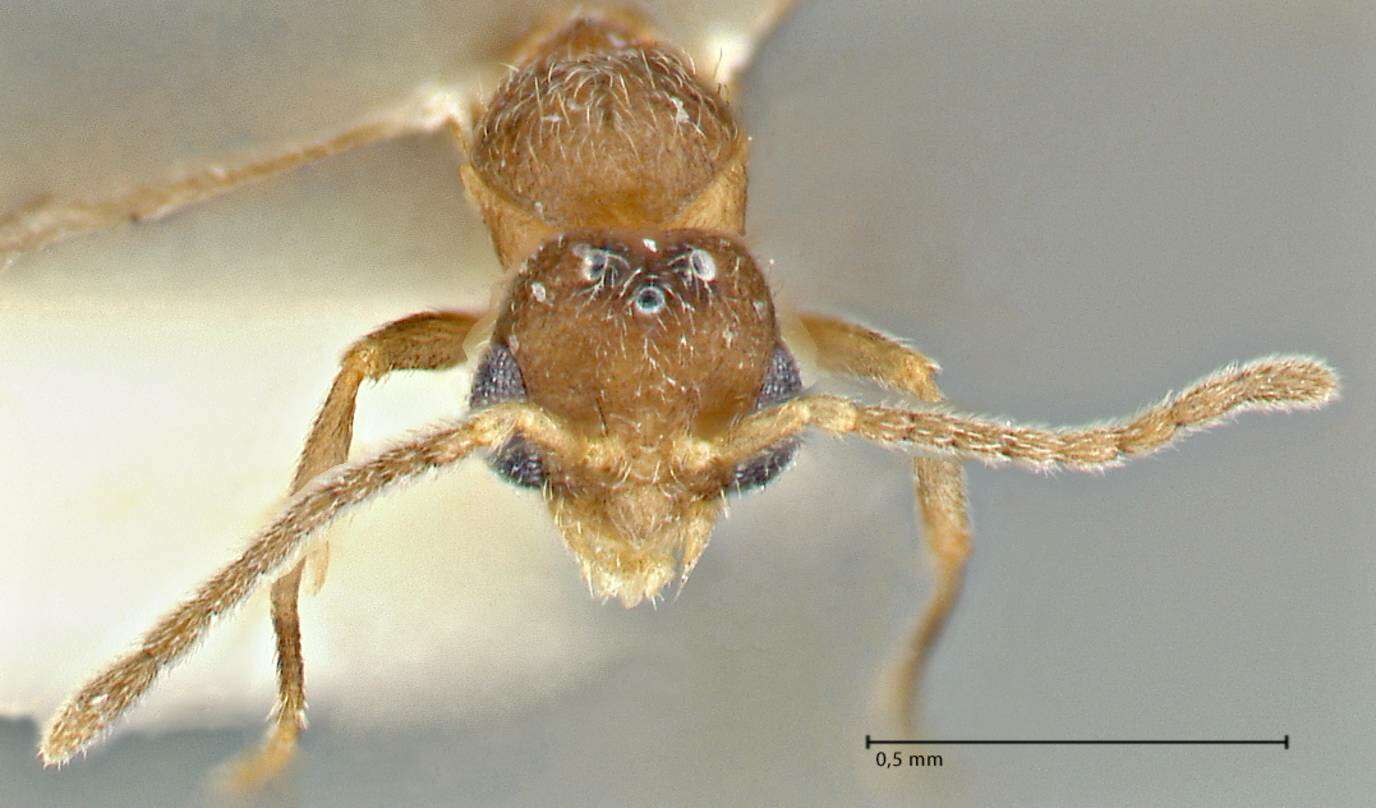 Image of Rostromyrmex