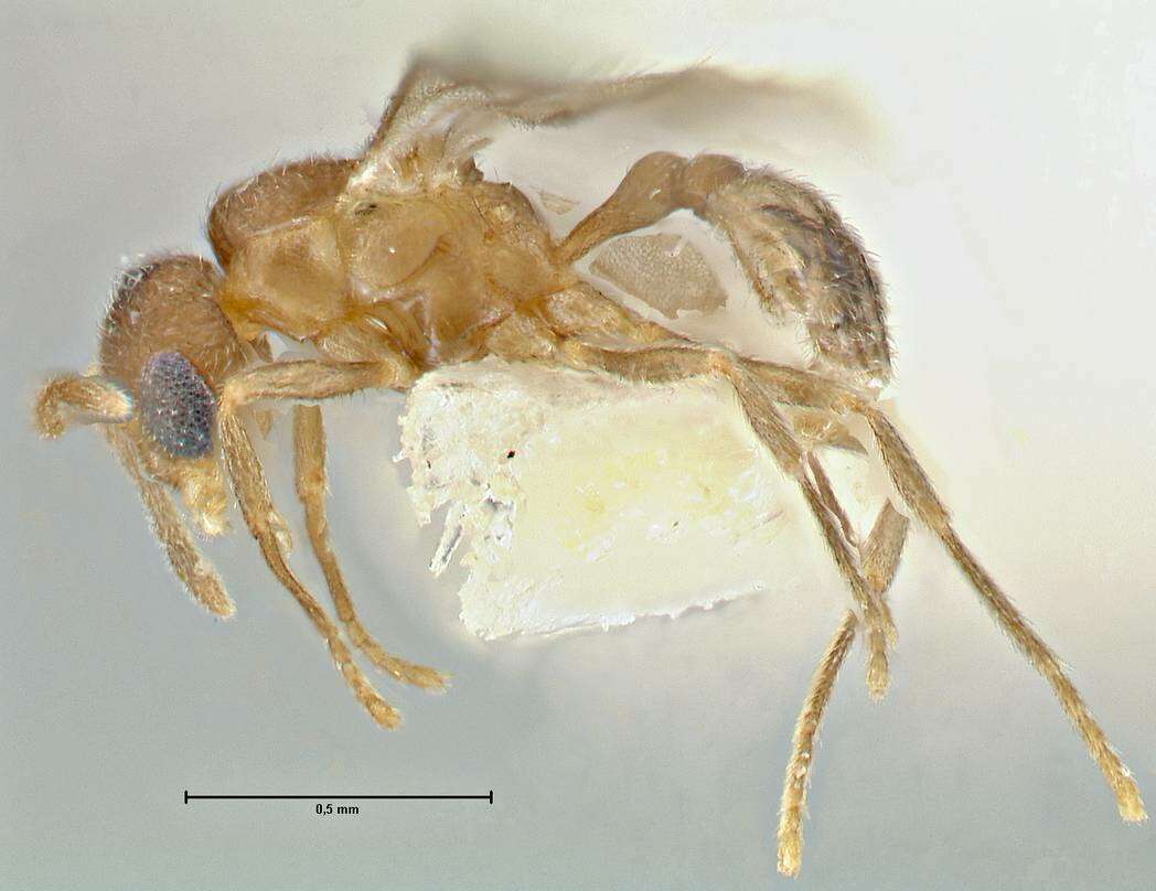 Image of Rostromyrmex