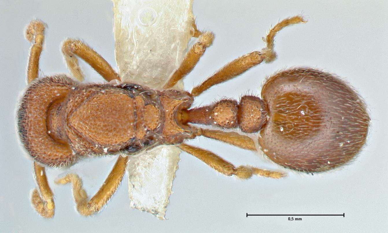 Image of Rostromyrmex