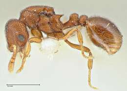 Image of Rostromyrmex