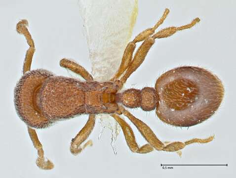 Image of Rostromyrmex