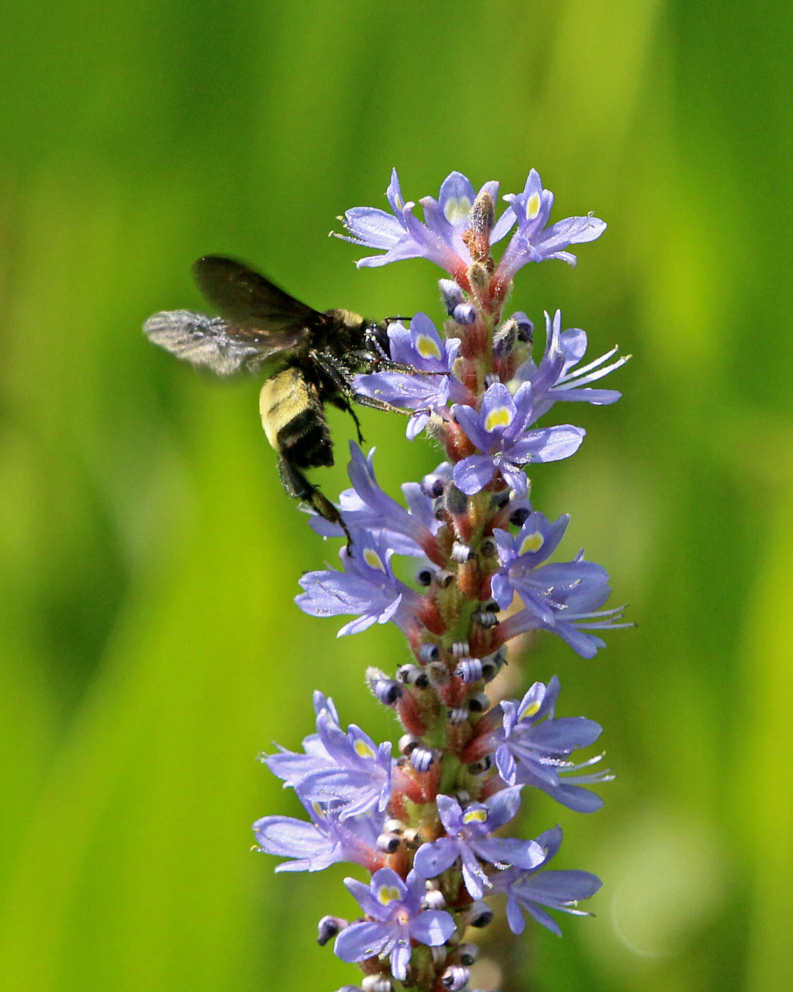 Image of American Bumblebee