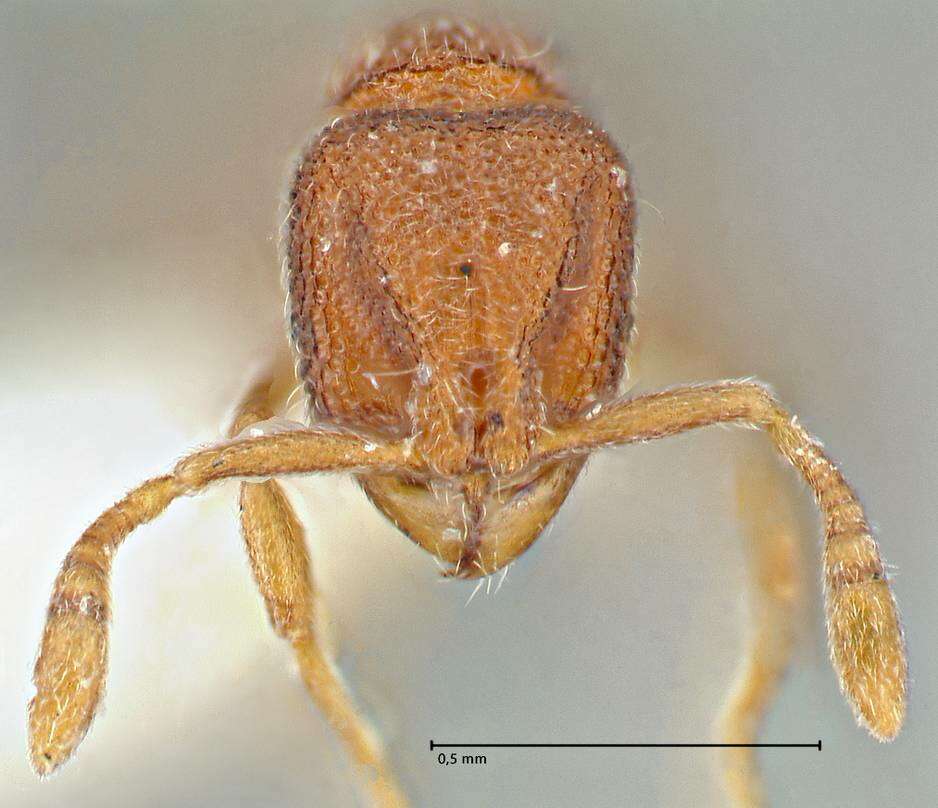 Image of Rostromyrmex