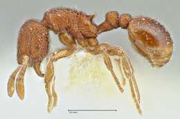 Image of Rostromyrmex