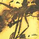 Image of Prionomyrmex longiceps Mayr 1868