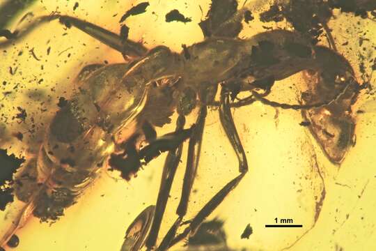 Sivun Prionomyrmex kuva