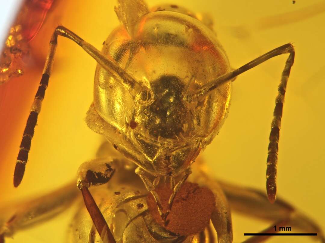 Image of Glaphyromyrmex