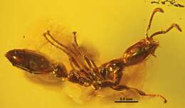 Tetraponera lacrimarum (Wheeler 1915) resmi