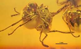 Image of Asymphylomyrmex