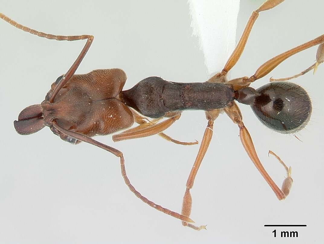 Image of Rough-node Snapping Ant