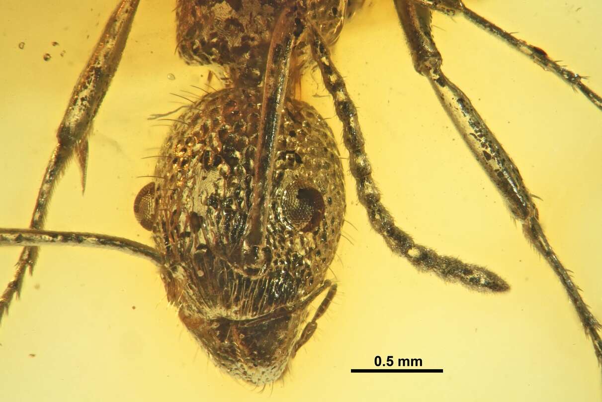 Image of Dolichoderus mesosternalis Wheeler 1915