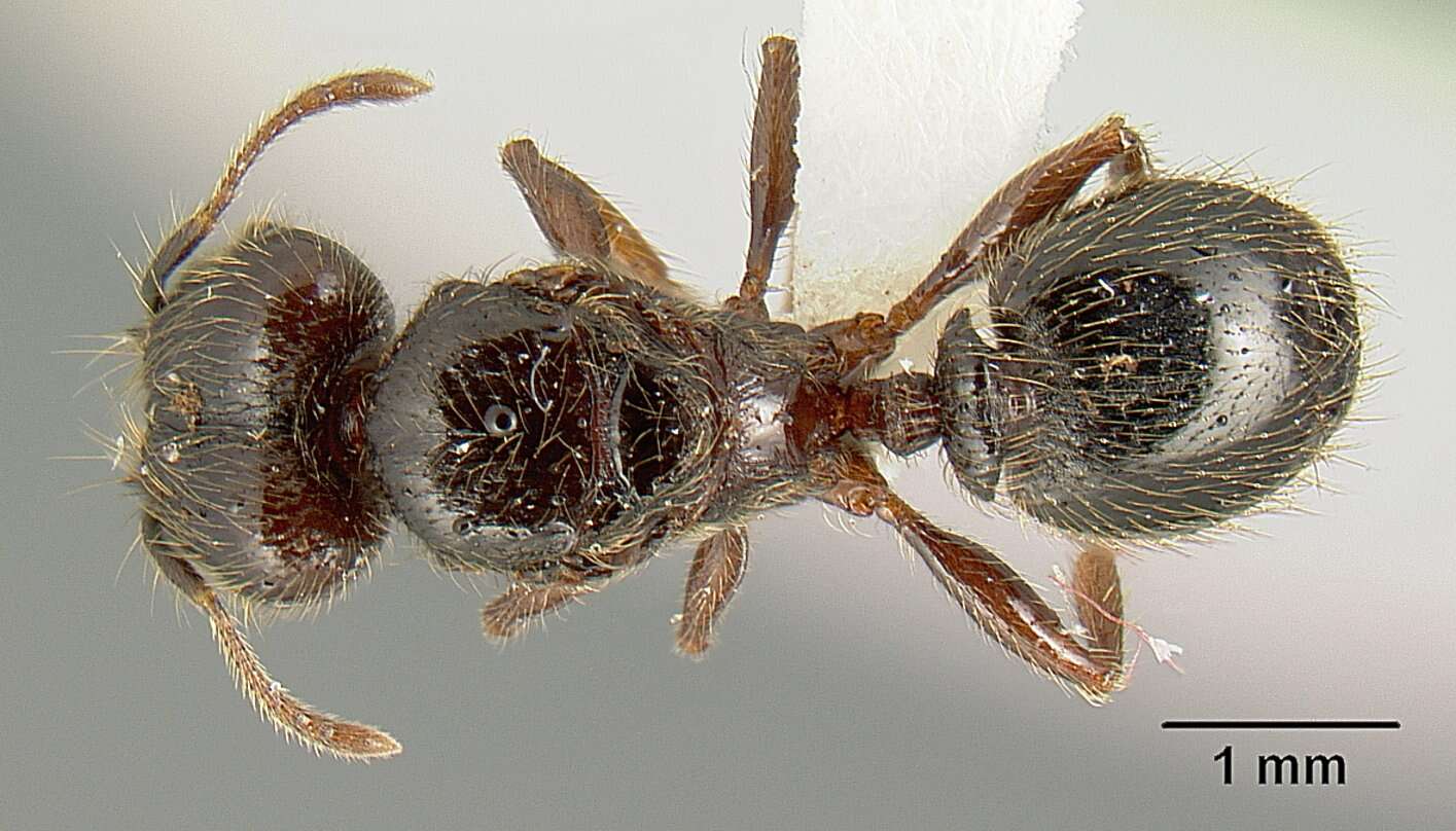 Image of Pheidole arachnion