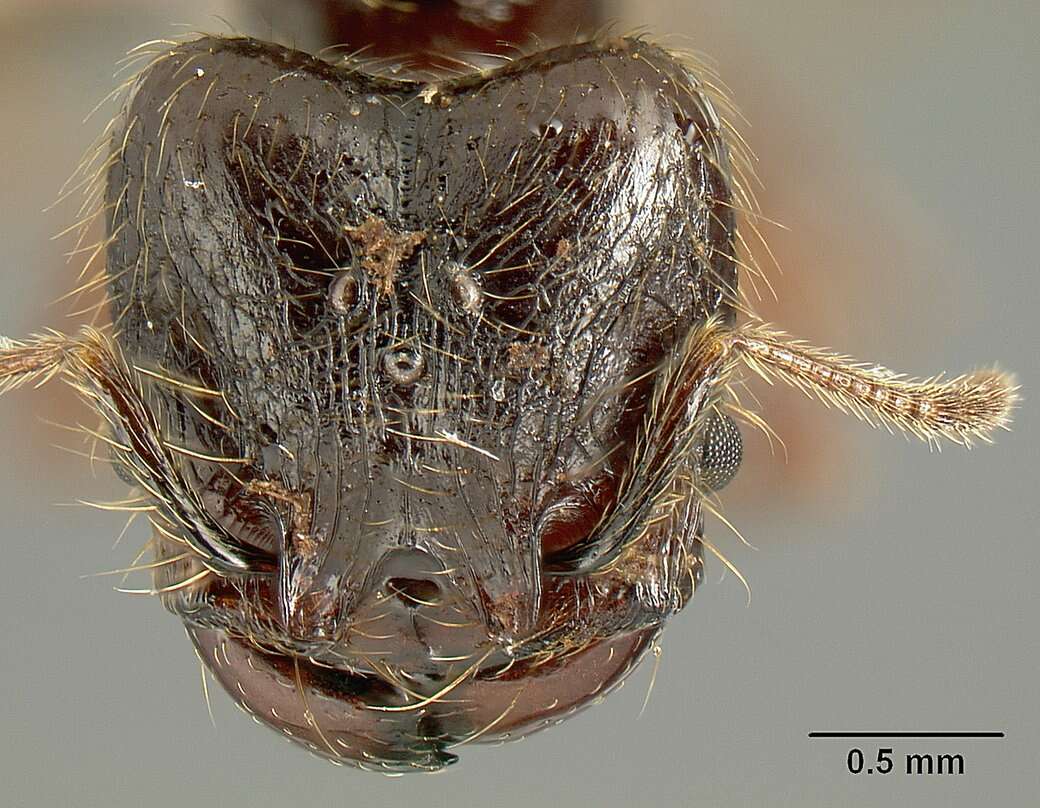 Image of Pheidole arachnion