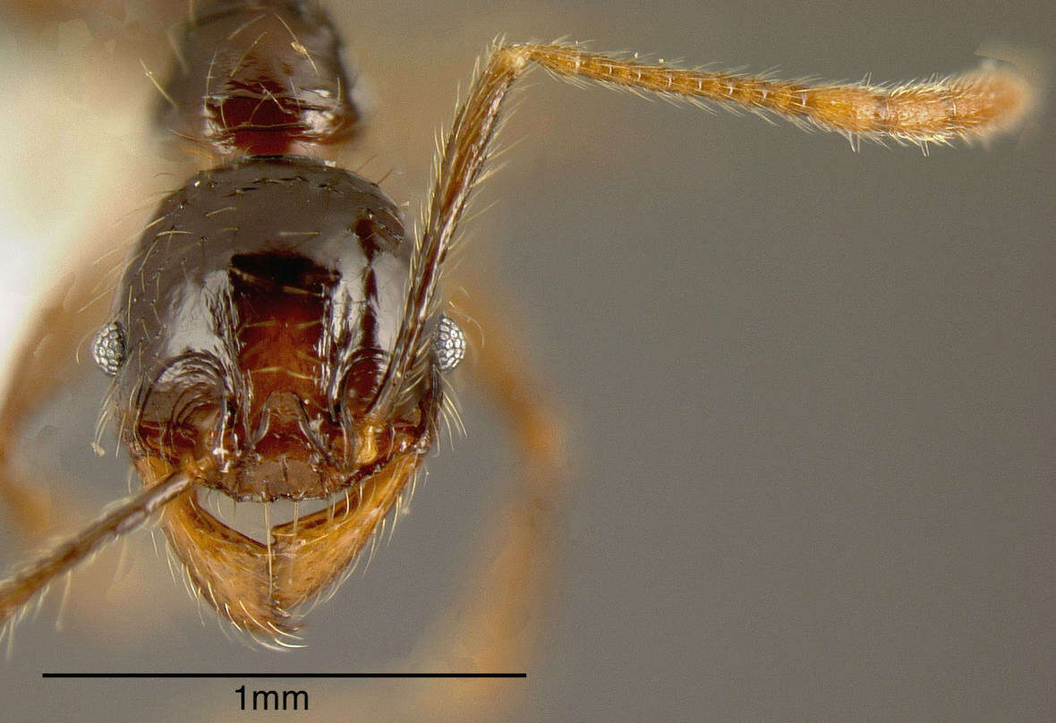 Image of Pheidole arachnion