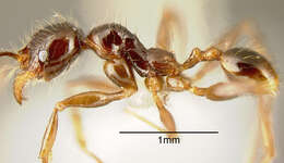 Image of Pheidole arachnion