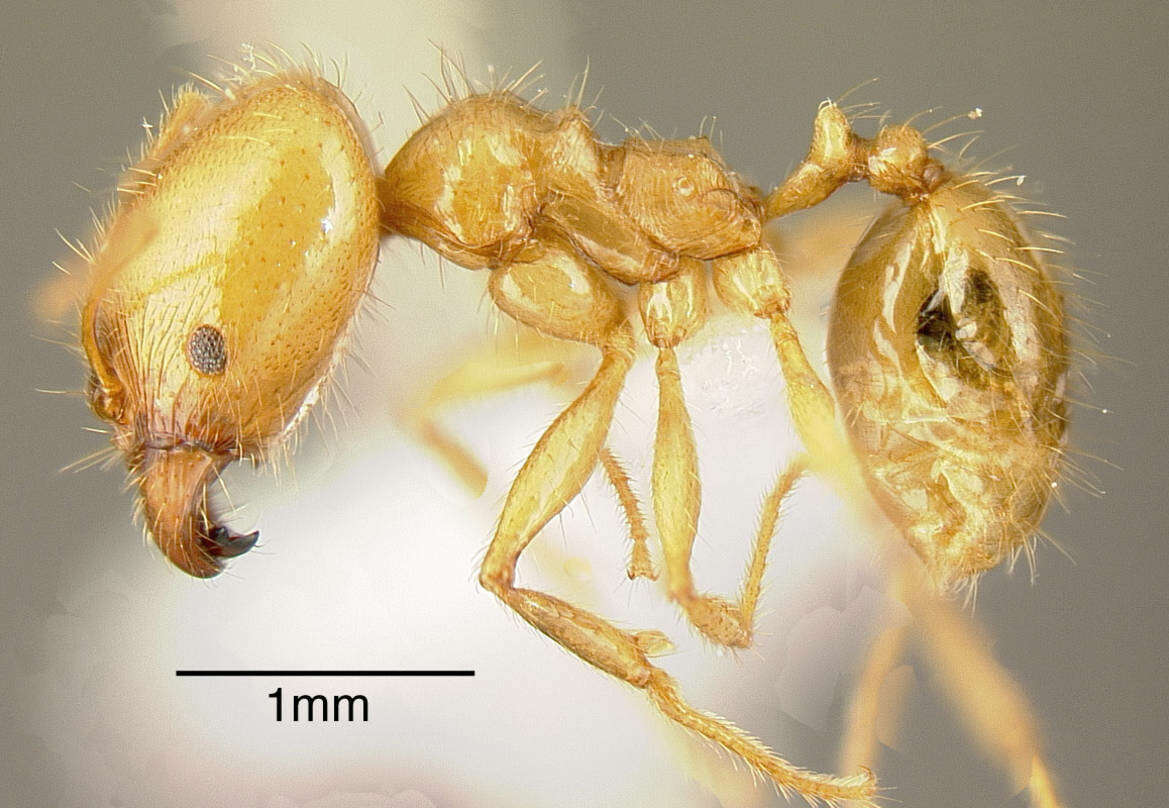 Image of Pheidole alfaroi Emery 1896