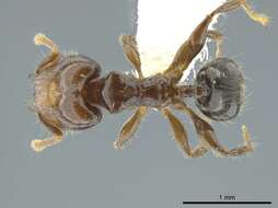 Image of Pheidole cramptoni Wheeler 1916