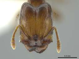 Image of Pheidole cramptoni Wheeler 1916