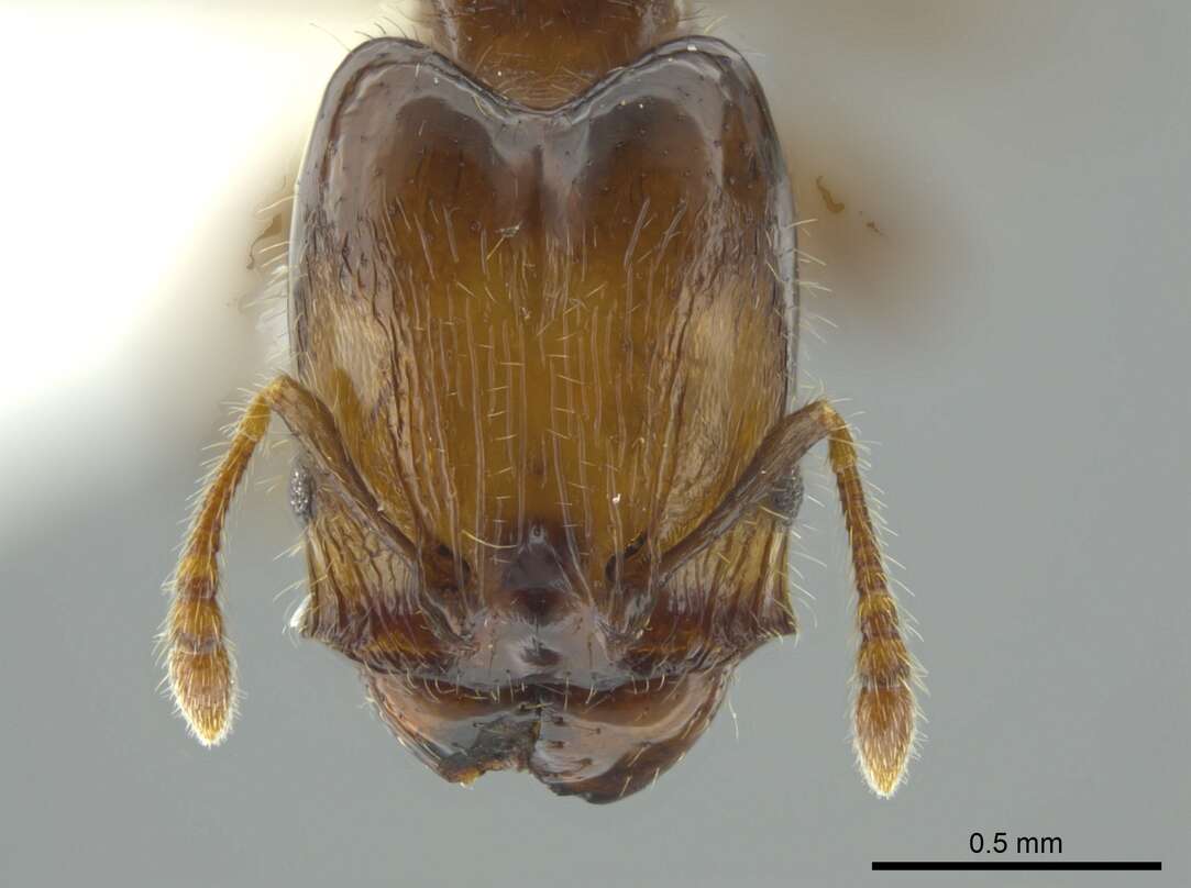 Image of Pheidole cramptoni Wheeler 1916