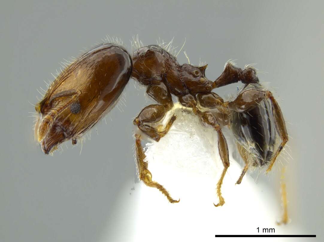 Image of Pheidole cramptoni Wheeler 1916