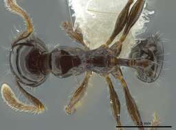 Image of Pheidole cramptoni Wheeler 1916