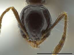 Image of Pheidole cramptoni Wheeler 1916