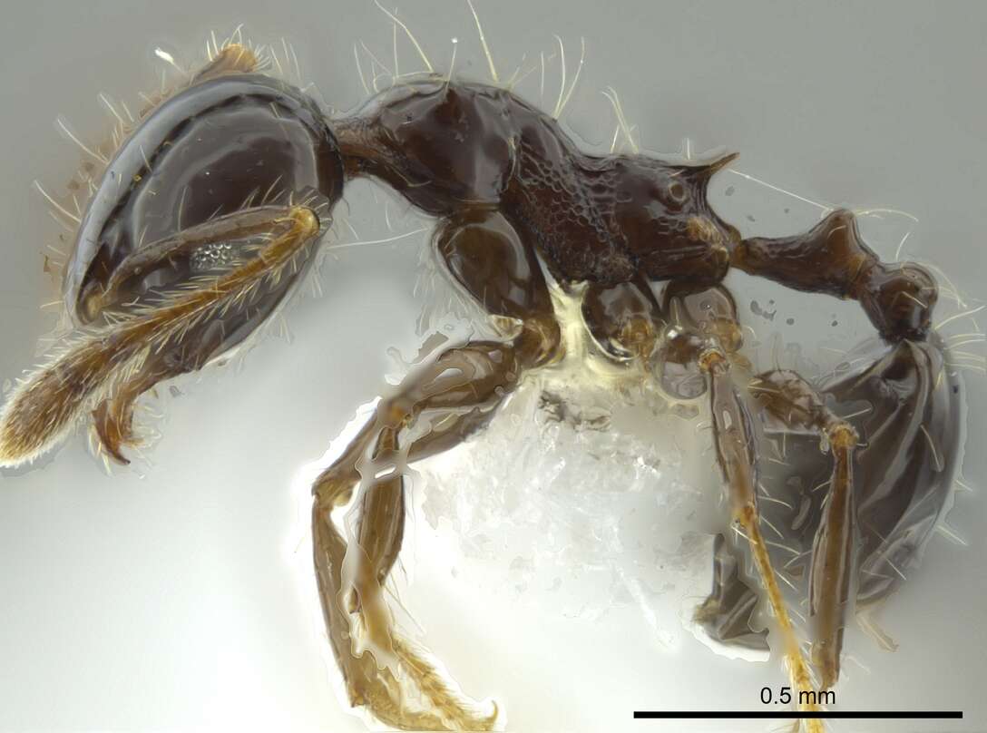 Image of Pheidole cramptoni Wheeler 1916