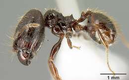 Image of Pheidole arachnion