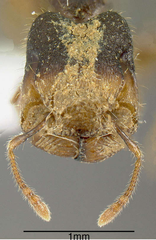 Image de Pheidole colobopsis Mann 1916