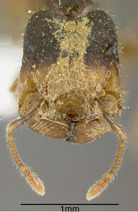 Image of Pheidole colobopsis Mann 1916