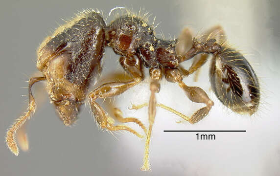 Pheidole colobopsis Mann 1916 resmi