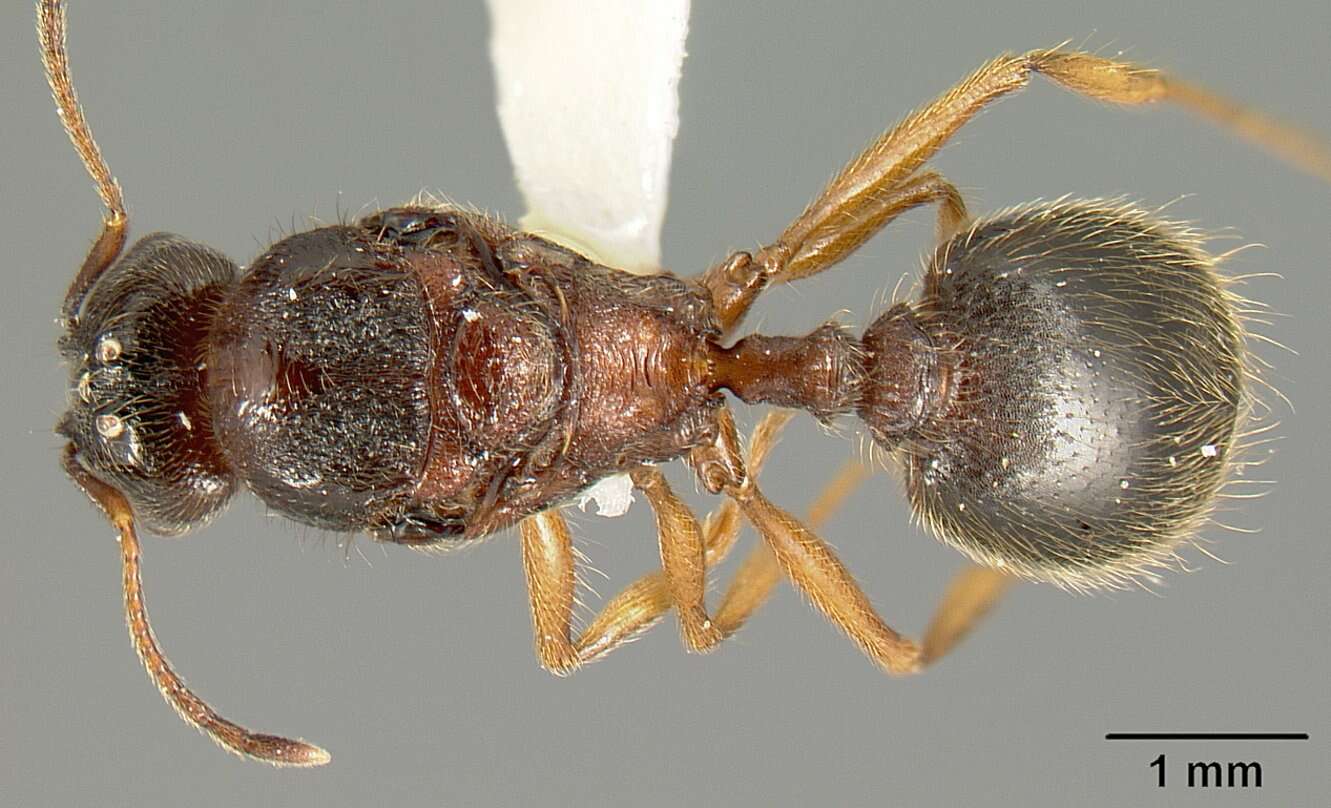 Image of Myrmicinae