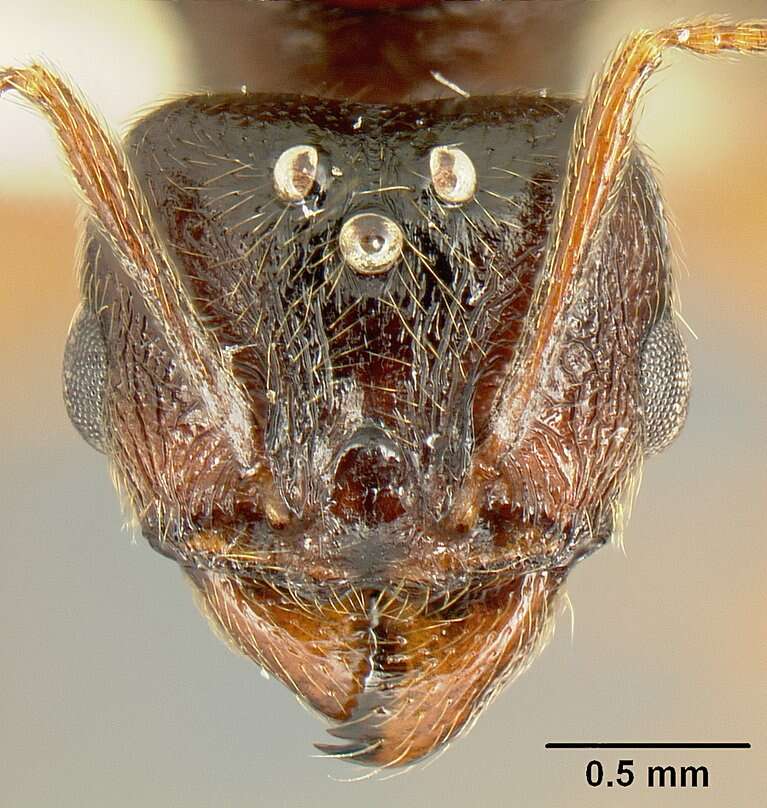 Image of Myrmicinae