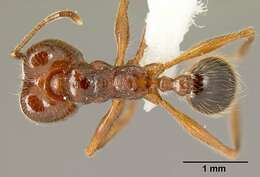 Image of Myrmicinae