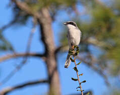 Image of Loggerhead Shrike