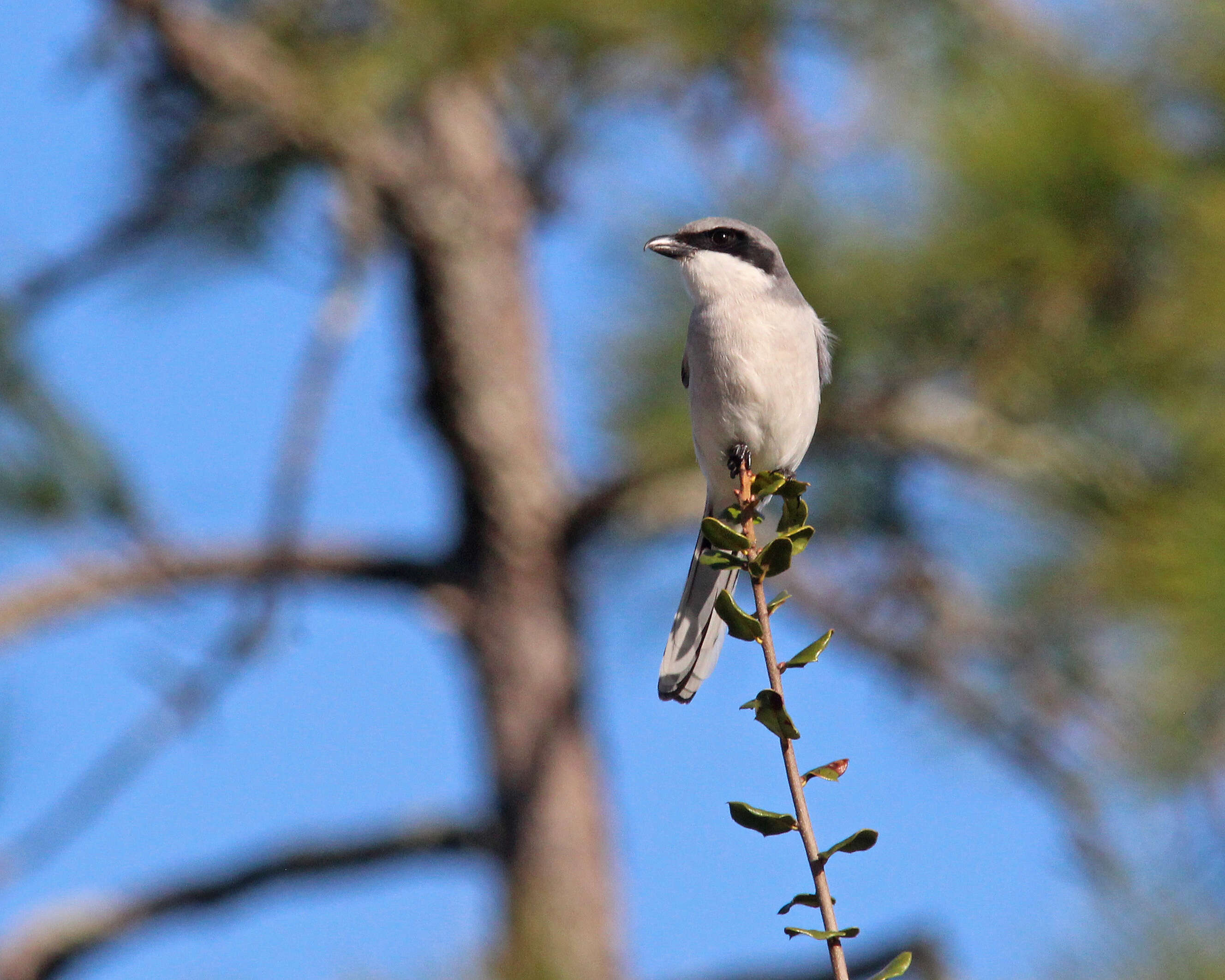 Image of Loggerhead Shrike