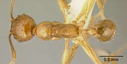 Image of Pheidole alfaroi Emery 1896