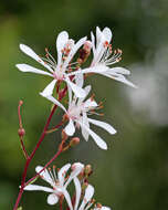 Image of flyweed