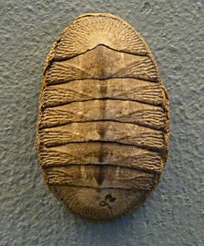 Image of marbled chiton