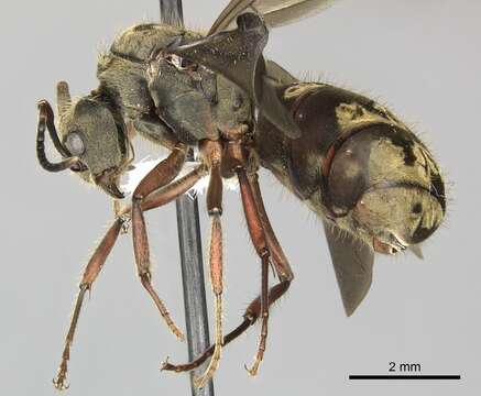 Image of Dolichoderus validus (Kempf 1959)