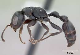 Image of <i>Pseudomyrmex evitus</i>