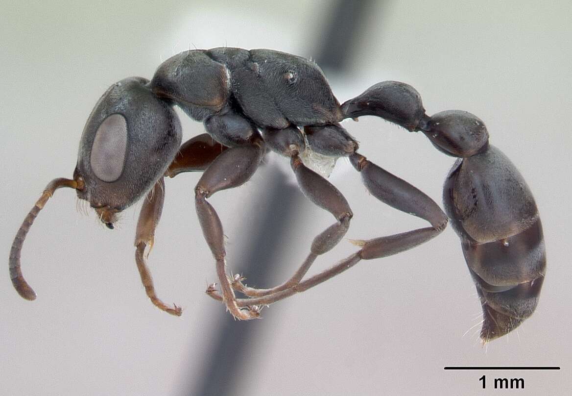 Image of <i>Pseudomyrmex evitus</i>