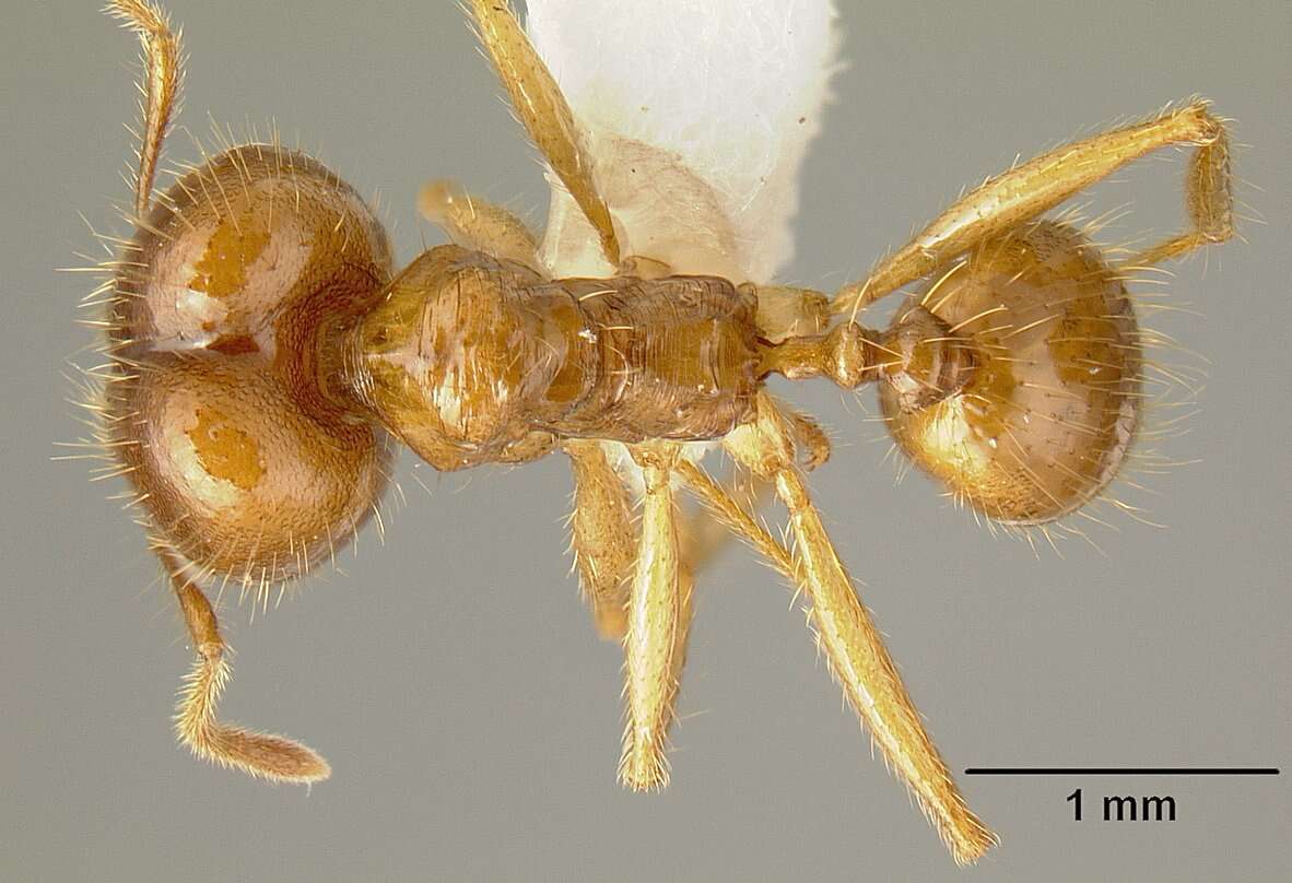 Image of Pheidole alfaroi Emery 1896