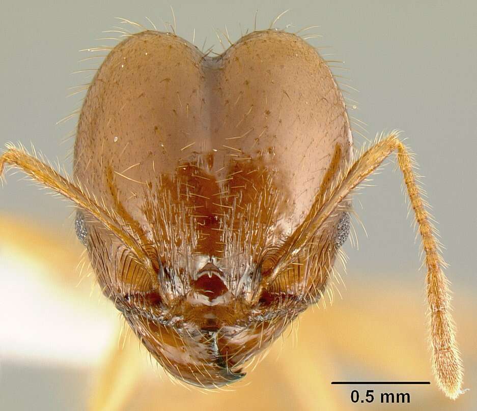 Image of Pheidole alfaroi Emery 1896