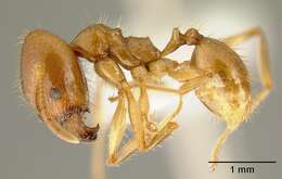 Image of Pheidole alfaroi Emery 1896