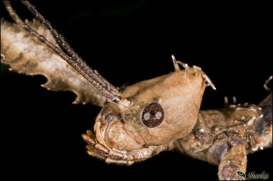 Image of Extatosoma tiaratum (Macleay & W. S. 1826)