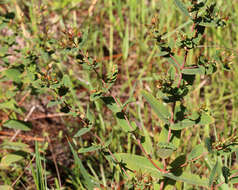 Image of Virginia St. John's-Wort